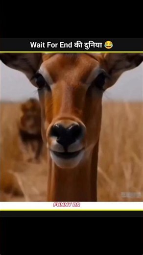 Animals Funny Video 😂😂|| #funny #funnyfails #shorts