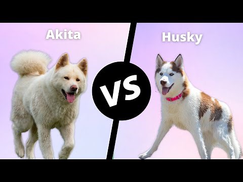 Akita VS Siberian Husky | Husky VS Akita inu dog breed comparison