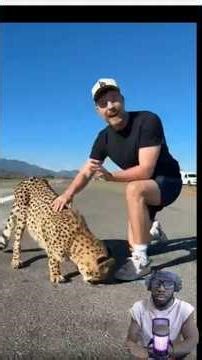 Mr. Man vs. cheetah race