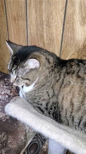 Madam Boo Kitty #cat #cattv #catlover #forcats #mycat #prettyca #bigcat