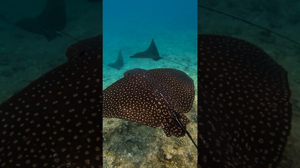 My experienccce with ssspotted eagle raysss