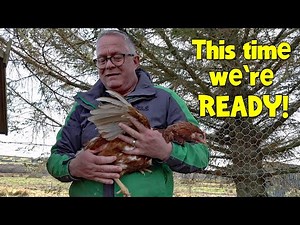 A Predator Killed Our Last Chickens – This Time, We’re Ready!