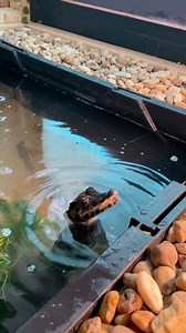 Baby caimans are known to be stand-off ish and each one has their own personality but once you work with them enough you’ll get it . ( This is every new caiman keepers dream ) #facebookreelsviral #Yox2 #explore #caiman #alligator #crocodile #feeding #alabama | Shaun Jones Jr