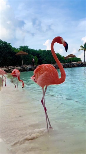 No, it's not AI 🤗🏝️🦩🇦🇼 #flamingo #unreal #aruba #caribbean #sea | Flamingo