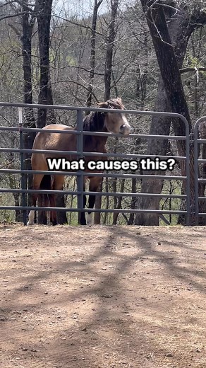 455K views · 2.5K reactions | What do you call this? And do you know why some horses do this and some don’t? #SMHR #TheHerd #weirdbehavior #suckingair #cribbing #AQHA | Shepherd Mountain Horse Rescue | Facebook