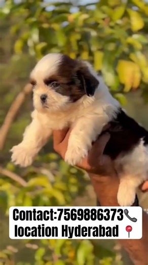 😍TOP QUALITY SHIHTZU PUPPIES AVAILABLE FOR #shihtzulovers #puppy #shihtzupuppyforsale #petlovers