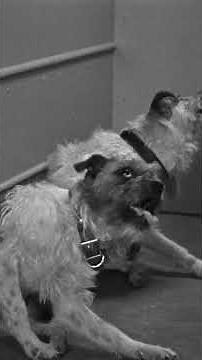 Moe Has Fleas!