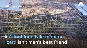 120K views · 306 reactions | A 4-foot long Nile monitor lizard...