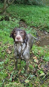 86K views · 1K reactions | never a dull moment﫣﫠 #fyp #spaniel #springer #sprocker #autumn #foryoupage #doglife | English Springer Spaniel Love | Facebook