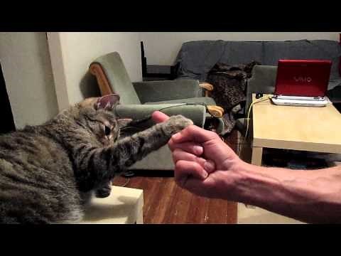 World's strongest cat