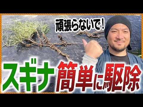 [Get rid of horsetail!] No chemicals needed! How to get rid of rhizome weeds!!