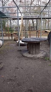 Catty Shack Ranch Wildlife Sanctuary on Reels