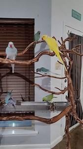 213K views · 8.1K reactions | Watch us grow! | Chatterbox Parrots | Facebook