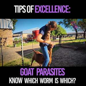 8.1K views · 59 reactions | 3.6 Parasites: how to deworm correctly...