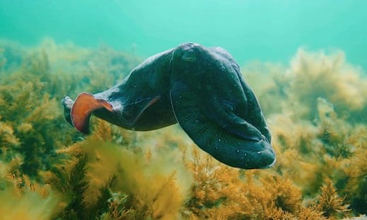 Brilliant display as giant Australian cuttlefish mass off South Australia – video