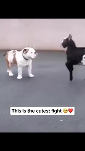 16K views · 2.1K reactions | Dogs and baby goats often engage in playful “friendly fights,” where they chase, bump, and hop around each other. This type of play helps both animals build social skills, release energy, and strengthen their bond, while staying harmless and fun. Share and follow if you like dog videos Credit unknown Please DM us for credit #dog #doglover #cutedog #happydog #goat #babygoat #dogandgoat #dogplaying #goatplaying | My Floofy | Facebook