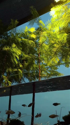 The Metasequoia Scape #shorts