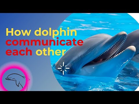 how dolphin communicate each other?