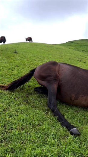 Hilarious Horse Moments Compilation