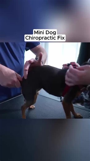 Mini Dog Chiropractic Fix #dogs #animalschiropractic #chiropractic #chiropractor #painrelief