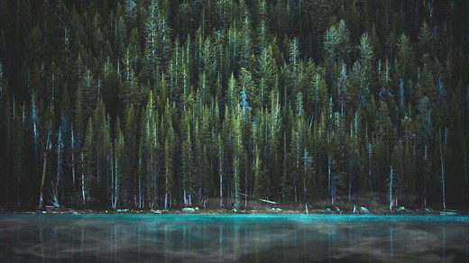 Into The Woods Live Wallpaper - MoeWalls