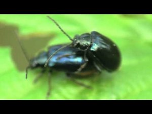 Alder Leaf Beetles (Agelastica alni ) mating / Erlenblattkäfer bei der Paarung