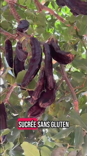 🌳 The tree that grows without water… and replaces chocolate 🍫 #carobtree