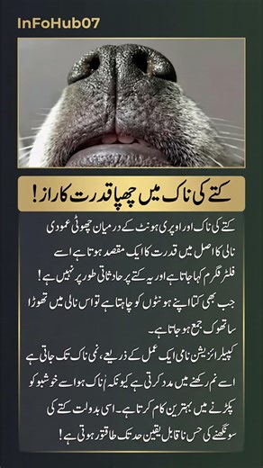 "The Secret of a Dog's Nose!" – Why Dogs Have a Line Under Their Nose?