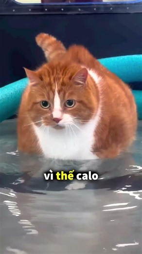 The machine that helps this cat lose weight and get back in shape 🐱