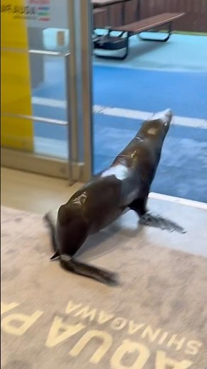 I went to Aqua Park Shinagawa and a sea lion 🦭 was waddling through the exhibit, it was so cute! ...
