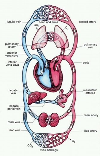 easy diagram of human circulatory system