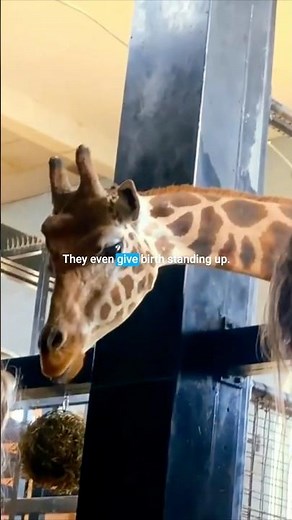Feeding a Giraffe Up Close! 🦒