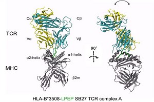 File:Epitope-Flexibility-and-Dynamic-Footprint-Revealed-by-Molecular-Dynamics-of-a-pMHC-TCR-Complex-pcbi.1002404.s002.ogv - Wikimedia Commons