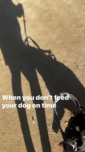 Sheesh #dog #fyp | The Kasey Show | Facebook