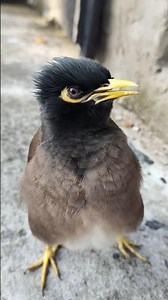 Beautiful Common Myna Bird 🐦 | Close-Up View