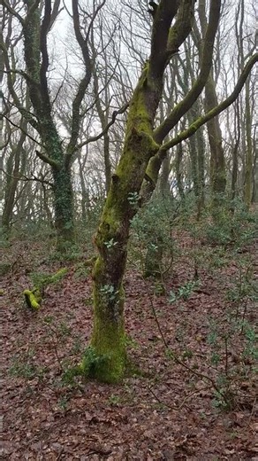 stream running through woods.