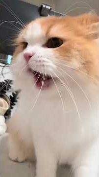 Cats Doing Wild Weird Stuff 😂