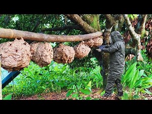 Moving wild wasp nests to man's domesticated home