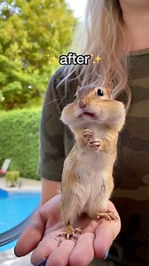 90K views · 3.5K reactions | Before and After ☺️ ️ Pico / 六‍ Pablo Picasso #throwback #chipmunk #funnyreels | Van Gogh the Chippy | Facebook