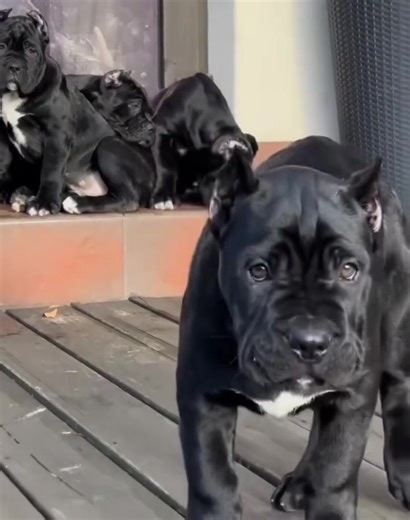 @Cane Corso puppies