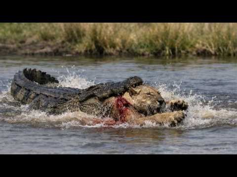 Crocodile kill lion #attack