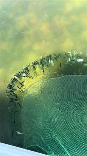 Essential Bait Types for Fishing in Tampa