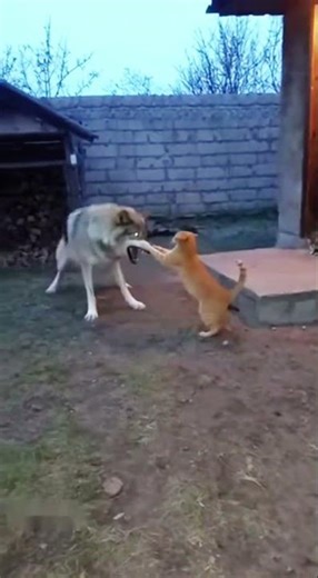 Female cats protect their cubs and fight against gray wolves