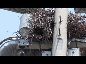 Monk Parakeet in nest at Rowan Park in East Side Chicago