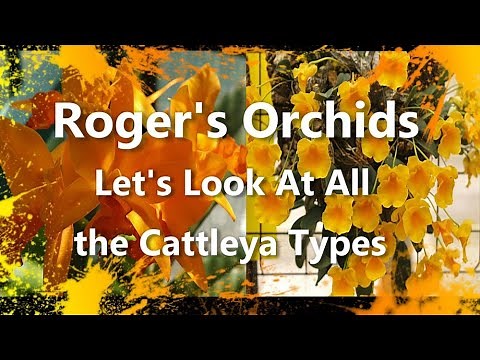 Let's Look At All the Cattleya Types