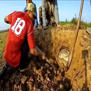 Caught 2 super big Python in my garden | Channel 20s