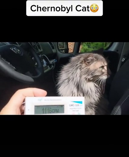 Chernobyl Cat and Radiation Exposed - Evacuation Required!