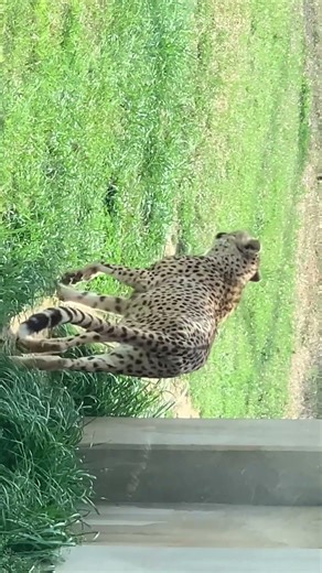 #animals#cheetah#rare#travel#shorts#views#viewer#viral#tokyo#luxury#zoo#famous#wildlife#real#jungle