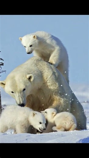 A mother bear quietly carries her cub on her back, holding its whole world with love.#MotherLove
