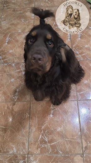 Axel😍(Alien) za każdym razem kiedy jest w kuchni.🤭😅 #englishcockerspaniel #cockerlove